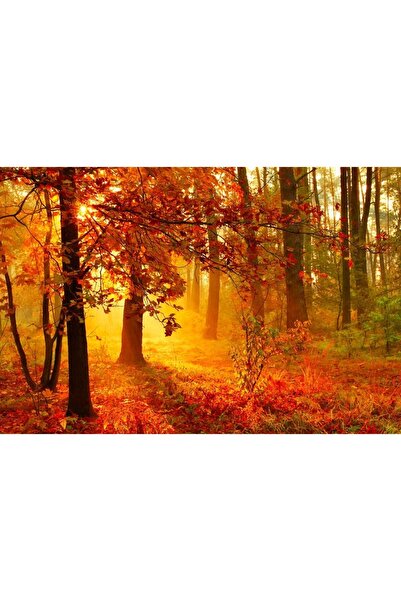 ve Tablou Canvas,Raze de soare, Padure, Toamna, Frunze, 90 x 60 cm, Rama lemn...