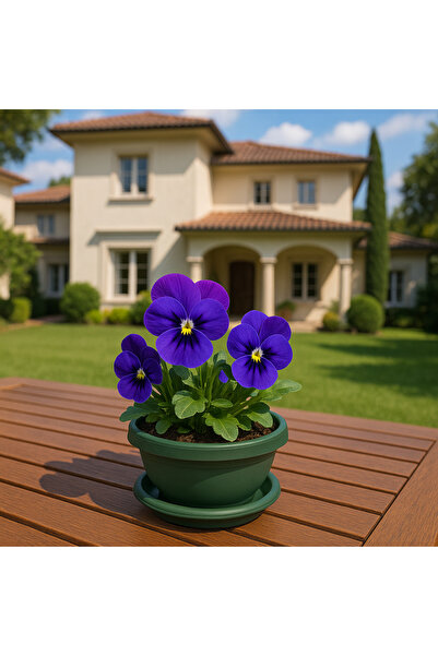 Veliday Villa Menekşe Saksısı - Davet Mutfak Eşyları Menekşe Saksısı - 0,5 Li...