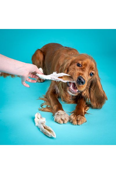 Snacky Dog Natural Rewards for Dogs Pack of 10 x Rabbit Snack - Snacky Dog