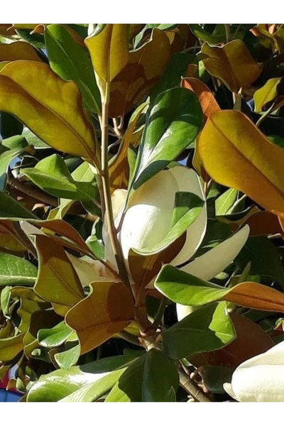 Florin Garden Manolya Ağacı – Canlı Saksılı Beyaz Çiçekli Ağaç Fidanı 50-70cm ( Hoş Kokulu)