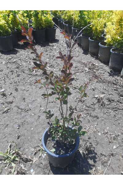 Genel Markalar Kırmızı Oya Fidanı – Canlı Saksılı Çiçekli Ağaç Fidesi 60-80cm (Bahçe İçin / Yaz Boyu Çiçekli)