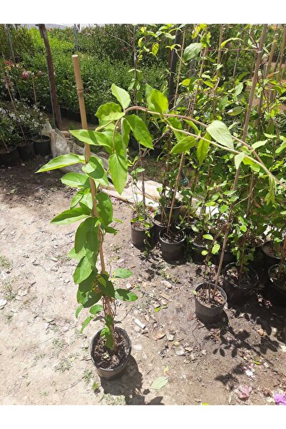 Florin Garden Hanımeli Sarmaşık – Canlı Saksıda Çiçekli Tırmanıcı Bitki 80-100cm (Mis Kokulu / Bahçeye Uygun)