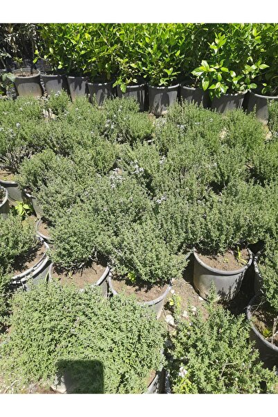 Çiçek Barınağı Kekik Bitkisi – Canlı Saksılı Aromatik Fide 10-20cm (Yenilebilir / Baharatlık / Balkon İçin Uygun)