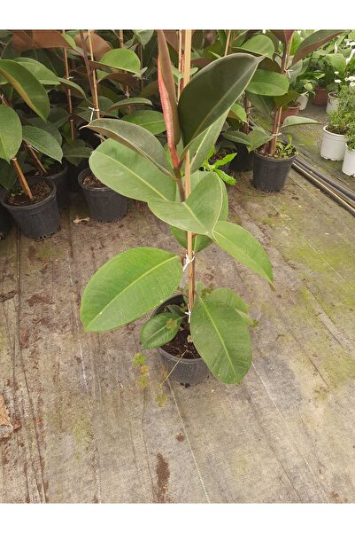 Genel Markalar Kauçuk Bitkisi – Canlı Saksıda Salon Bitkisi 60-80cm (Kolay Ba...