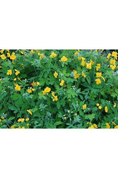 cox shine Mersin Saksılı Kırlangıç Otu Fidesi 1 Adet (2-3 YAPRAKLI)