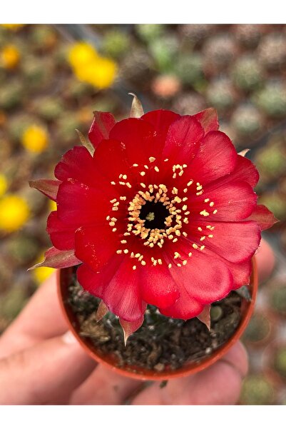 SukuLand Lobivia kırmızı çiçek açan özel tür kaktüs 5,5cm saksıda