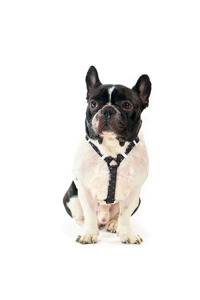 Famous Frenchie Ham pentru caini, ajustabil, Famous Frenchie, King & Queen, marime universala