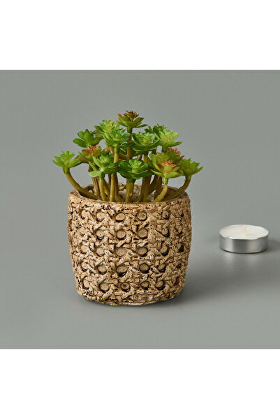 Genel Markalar Renkli Hasır Efekt Saksıda Mini Sukulent 7x8x8 cm