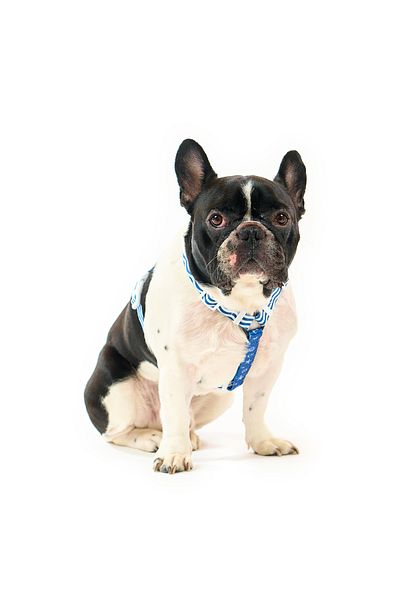 Famous Frenchie Ham pentru caini, ajustabil, Famous Frenchie, Prince of the Sea, marime universala