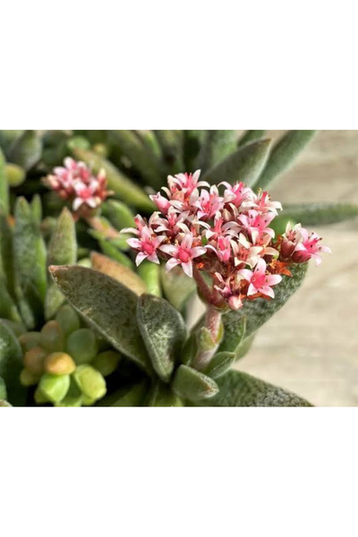 SukuLand Crassula Justi Corderoyi koleksiyonluk özel tür sukulent