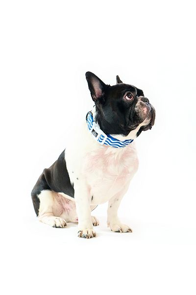 Famous Frenchie Zgarda pentru caini, Famous Frenchie, Prince of the Sea