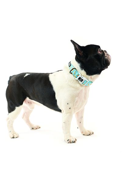 Famous Frenchie Dog collar, Famous Frenchie, Banana Split