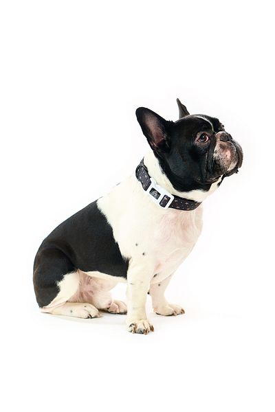 Famous Frenchie Dog collar, Famous Frenchie, King & Queen