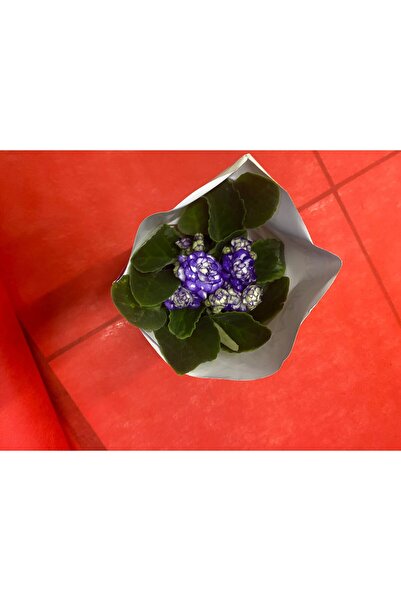 Layered African Violet