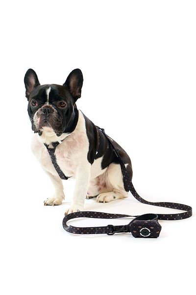 Famous Frenchie 3-piece set, adjustable harness, leash, dog bag accessory, King & Queen