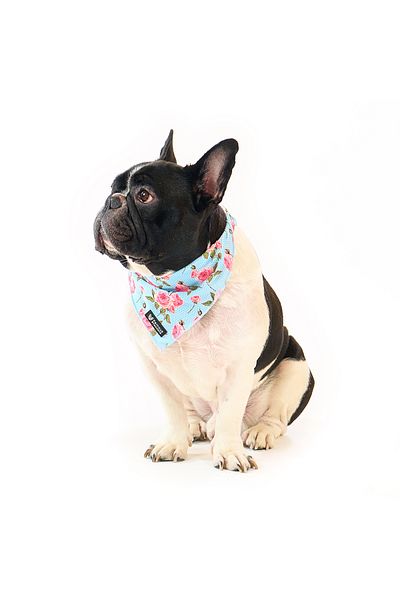 Famous Frenchie Bandana pentru caini, Famous Frenchie, Roses are Pink