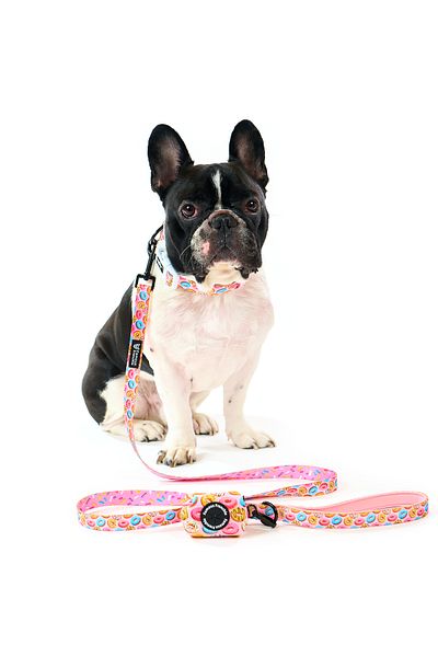 Famous Frenchie 3-piece set, collar, leash, accessory bags for puppies, Donut Mania