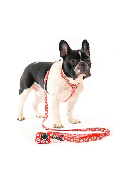 Famous Frenchie Set 3 piese, ham ajustabil, lesa, accesoriu pungi pentru catei, Popcorn Fever