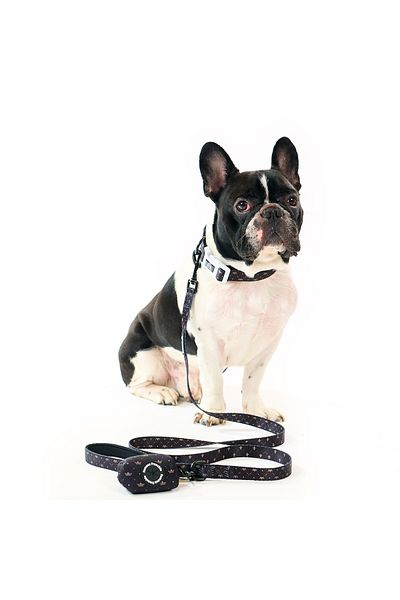 Famous Frenchie 3-piece set, collar, leash, dog bag accessory, King & Queen