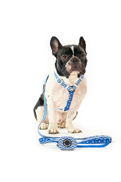 Famous Frenchie Set 3 piese, ham ajustabil, lesa, accesoriu pungi pentru catei, Prince of the Sea
