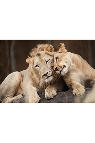 media Tablou canvas Animal13, 45 x 30 cm