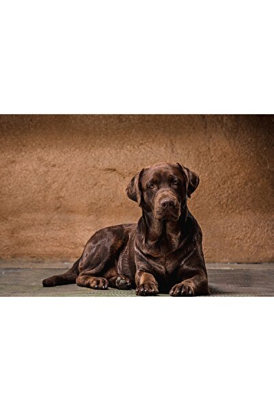 media Tablou canvas Caini14, 75 x 50 cm