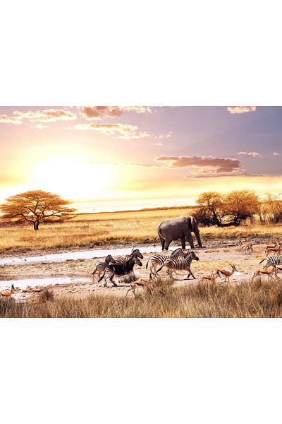 media Fototapet de perete autoadeziv si lavabil Animale din savana, 200 x 150 cm
