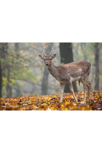 media Tablou canvas Animal66, 75 x 50 cm