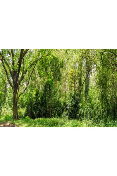 media Tablou canvas Padure9, 60 x 40 cm