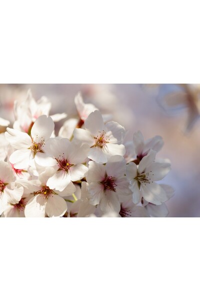 media Tablou canvas Flori151, 105 x 70 cm