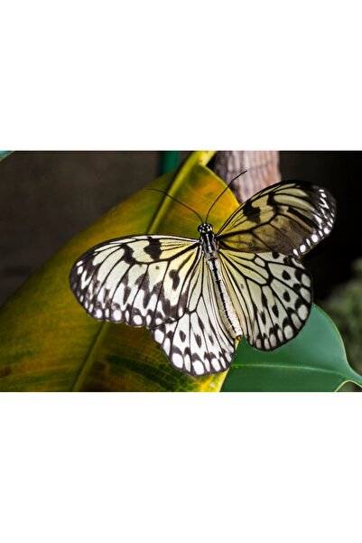 media Tablou canvas Animal26, 45 x 30 cm