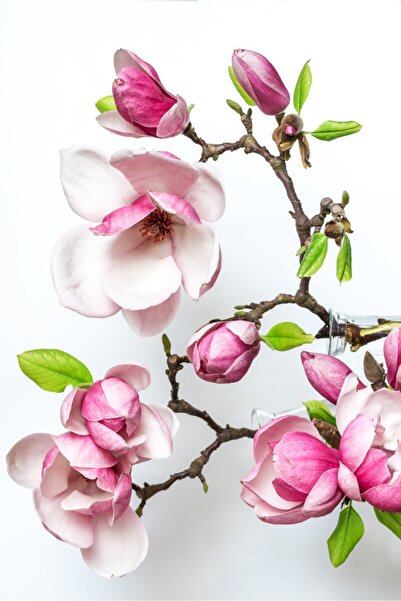 media Tablou canvas Flori149, 50 x 75 cm