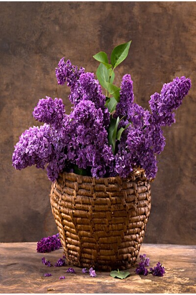 media Tablou canvas Flori liliac, cos impletit, buchet2, 70 x 105 cm