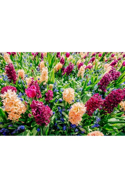 media Tablou canvas Flori126, 45 x 30 cm