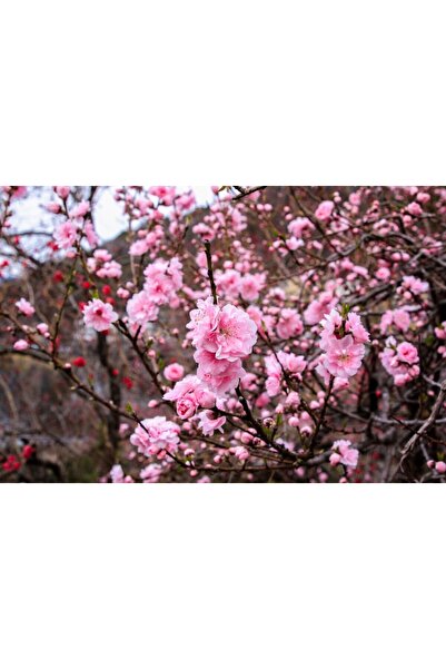 media Tablou canvas Flori84, 60 x 40 cm