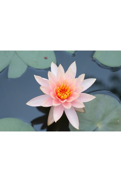 media Tablou canvas Flori113, 75 x 50 cm