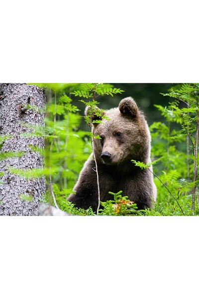 media Tablou canvas Animal43, 45 x 30 cm