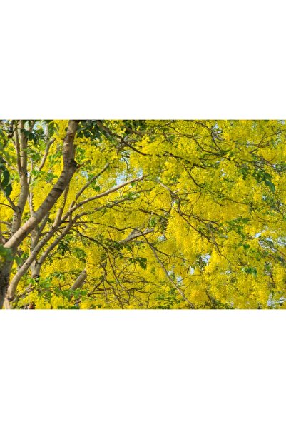 media Tablou canvas Padure39, 45 x 30 cm