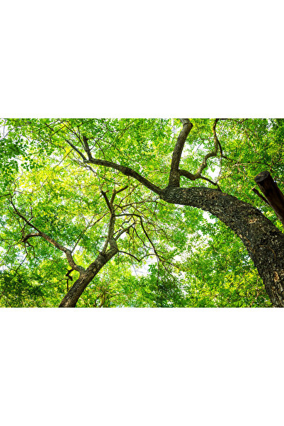 media Tablou canvas Copaci, 75 x 50 cm