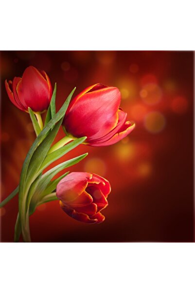 media Tablou canvas Lalele rosii, buchet, 70 x 70 cm