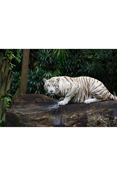 media Tablou canvas Animal65, 60 x 40 cm