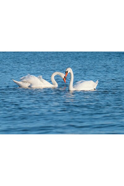 media Tablou canvas Pasari11, 105 x 70 cm