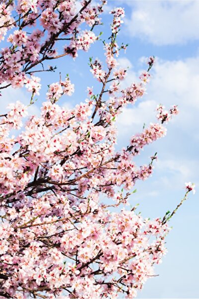 media Fototapet de perete autoadeziv si lavabil Flori63, 135 x 225 cm