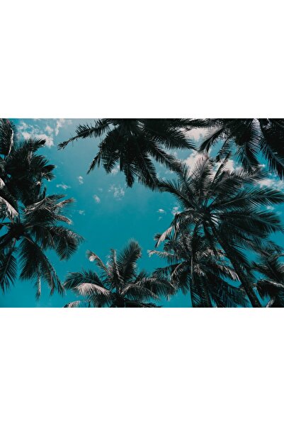 media Tablou canvas Palmier31, 75 x 50 cm