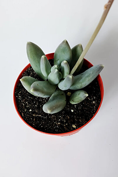 Toptan Kaktüs Pachyphytum Diamond dekoratif etli yapraklı sukulent 8.5 kırmızı saksıda