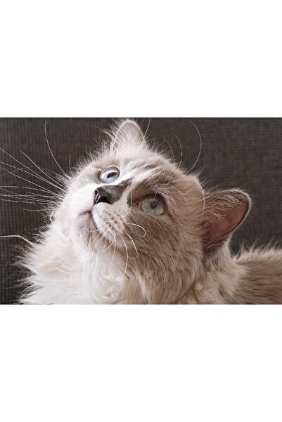 media Tablou canvas Pisici15, 45 x 30 cm