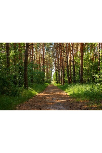 media Tablou canvas Padure40, 75 x 50 cm