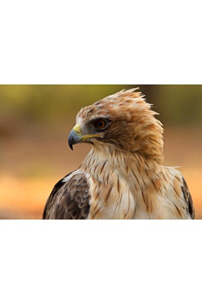 media Tablou canvas Pasari1, 75 x 50 cm