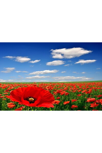 media Tablou canvas Camp de maci, cer albastru, peisaj, 90 x 60 cm