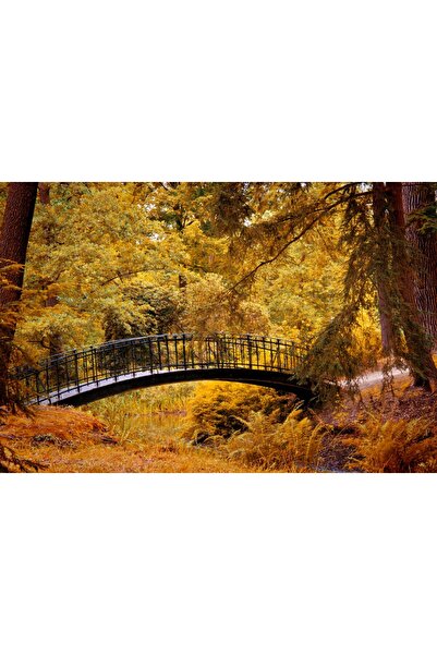 media Tablou canvas Padure52 toamna, 60 x 40 cm